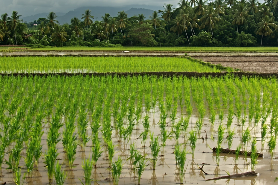 Impacto del Cambio Climático en el Cultivo de Arroz