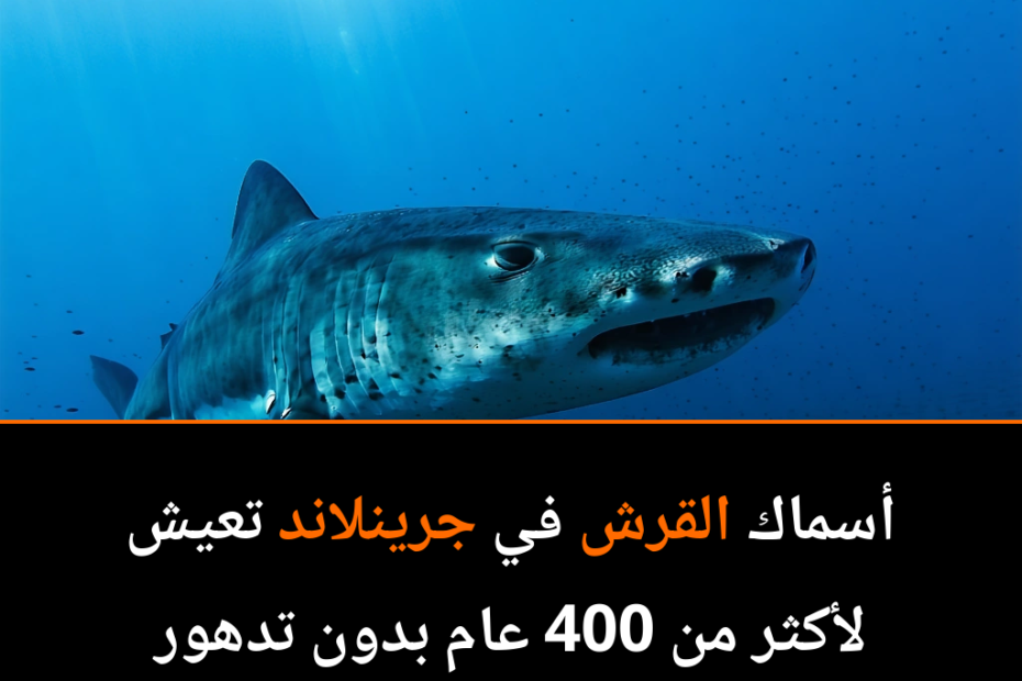 ¿El Secreto de la Longevidad? Descubre a los Tiburones de Groenlandia