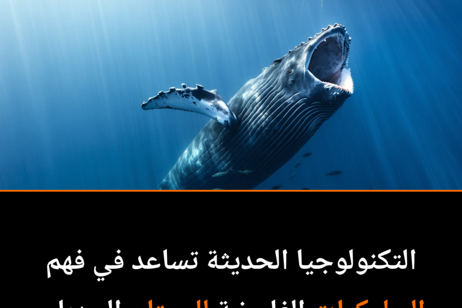 ¿Por qué las ballenas jorobadas abren sus bocas sin comer? El misterio marino que intriga a los científicos