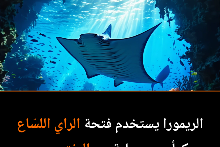 ¿Por qué los peces remora eligen al peligroso raya como su hogar?
