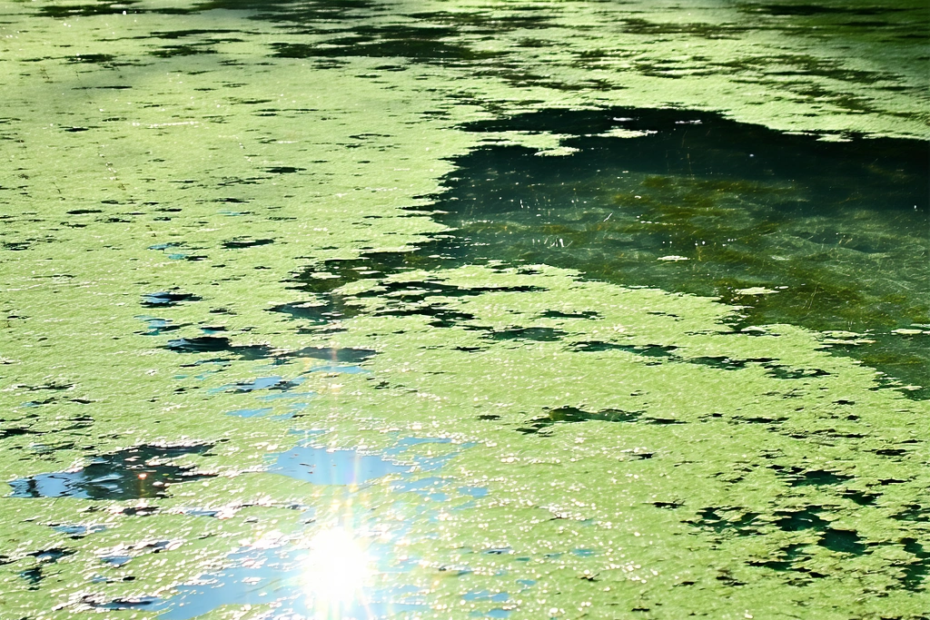 ¿Por qué la famosa piscina de Lincoln se tiñó de verde? El misterio de las algas