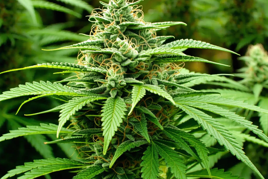 ¿Puede el cannabis legal salvarnos o destruirnos? Un dilema global