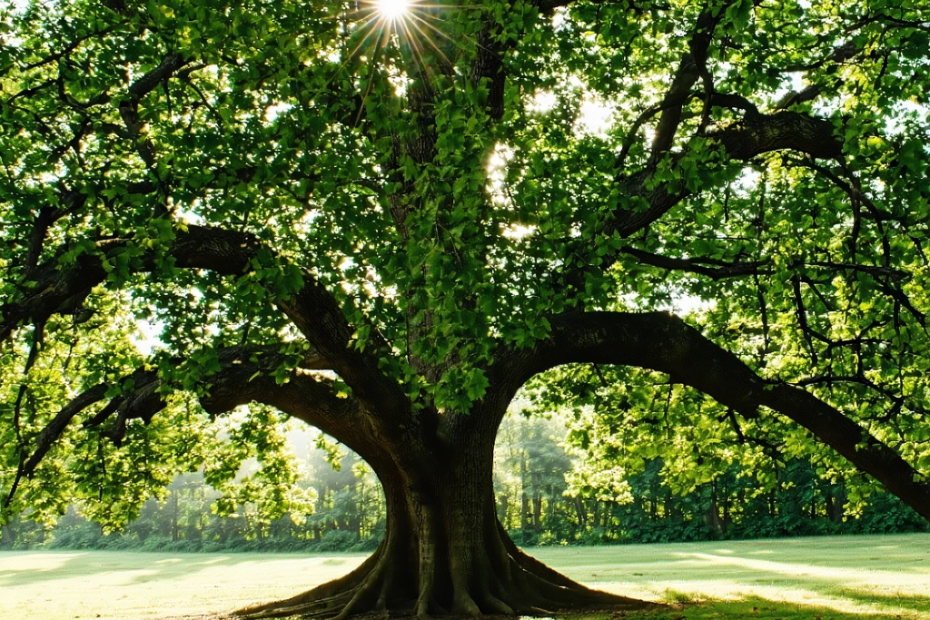 ¿Los Árboles Crecen Sin Crecer? El Misterio del Carbono Oculto