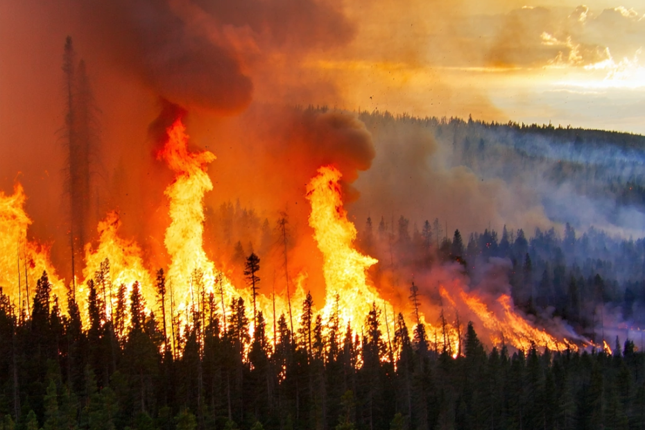¿Por qué los incendios forestales están aumentando en Estados Unidos?