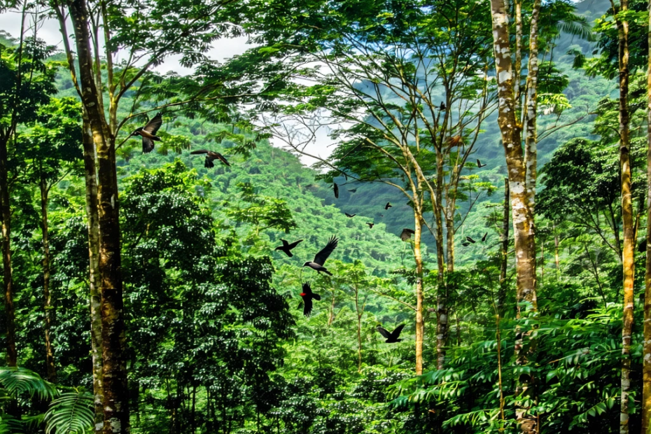 ¿Cómo un matrimonio transformó un desierto en un bosque vibrante?