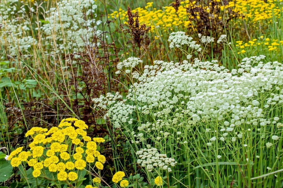 ¿Cómo recuperar la naturaleza perdida? El proyecto ambicioso de Illinois