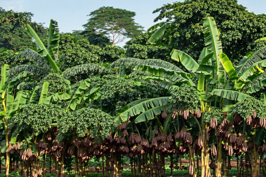 ¿Por qué el precio del cacao se disparó en 2024?